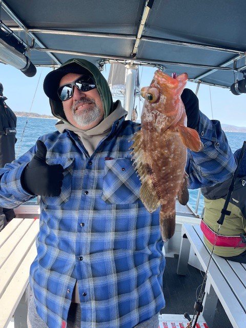 アコウ(キジハタ)