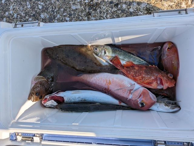 アジ(マアジ)・アカアマダイ・ムシガレイ