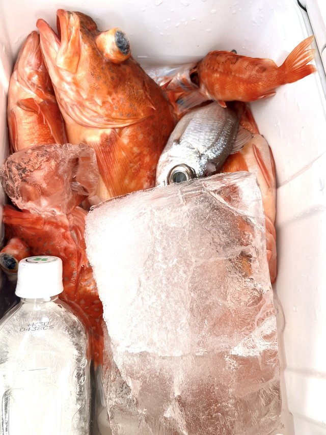 アジ(マアジ)・カサゴ