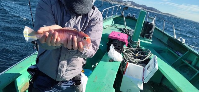 アマダイ(アカアマダイ)