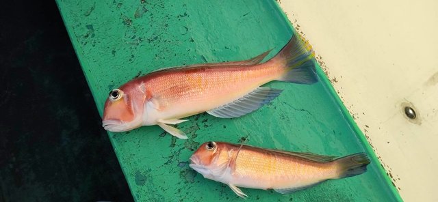 アマダイ(アカアマダイ)