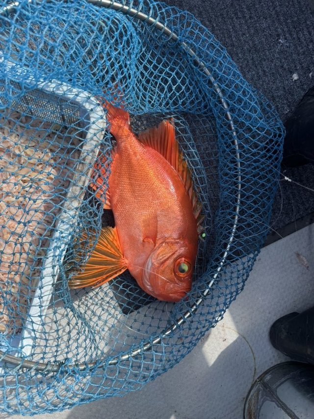 チカメキントキ