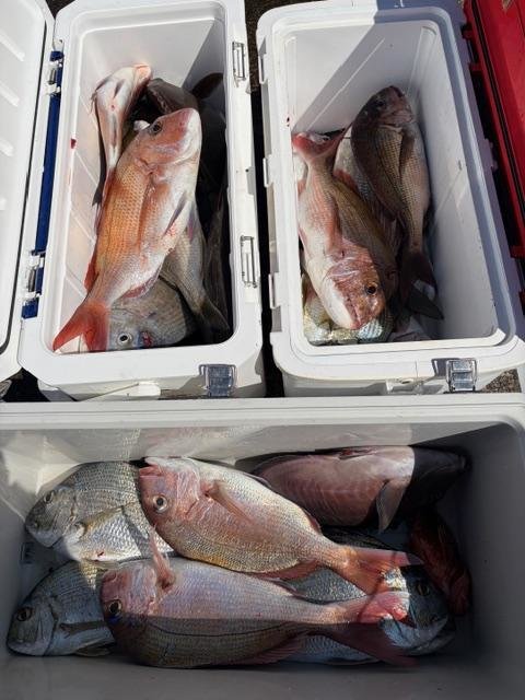 マダイ・ヘダイ