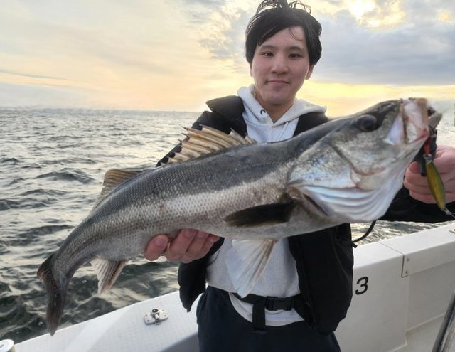 シーバス(スズキ)