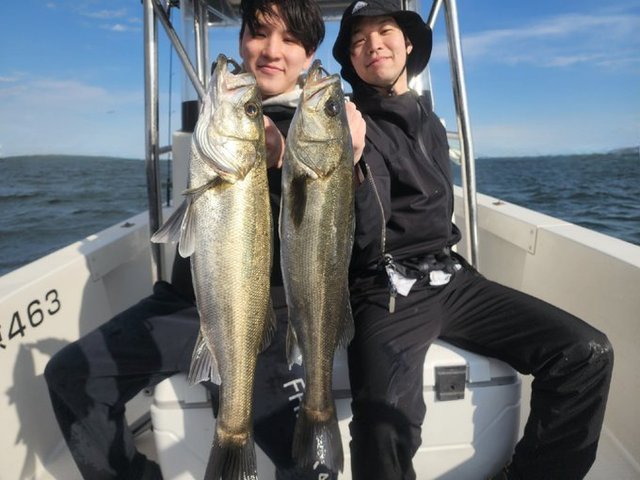 シーバス(スズキ)