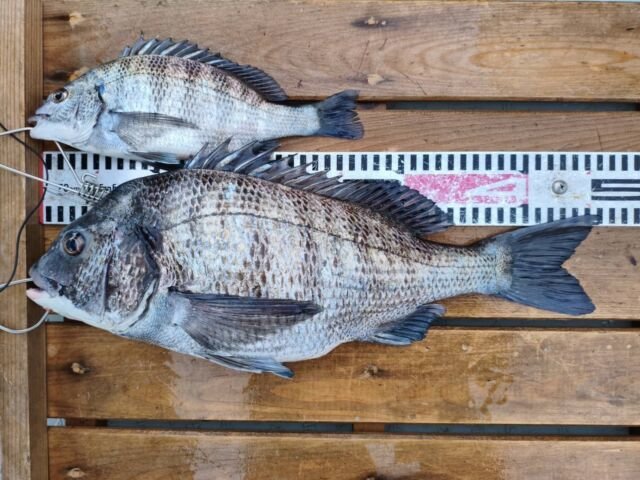 チヌ(クロダイ)