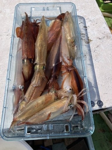 マルイカ(ケンサキイカ)