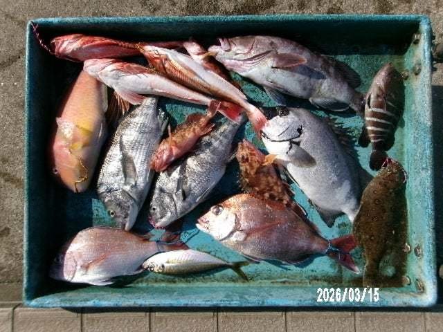 マダイ・イシダイ・マハタ・イラ・ホウボウ