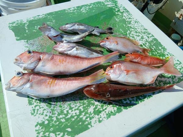 レンコダイ(キダイ)・アラ・アマダイ(アカアマダイ)・ホウボウ・ヒメコダイ