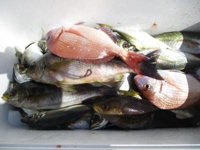 チダイ・アジ(マアジ)・イサギ(イサキ)