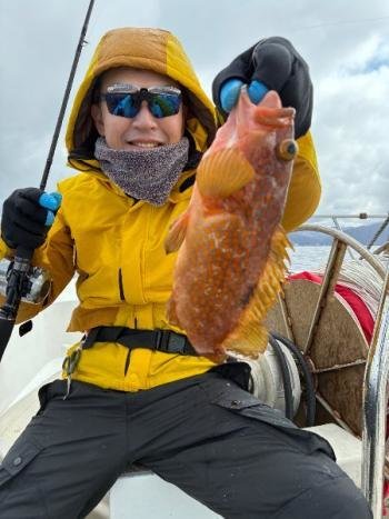 アコウ(キジハタ)