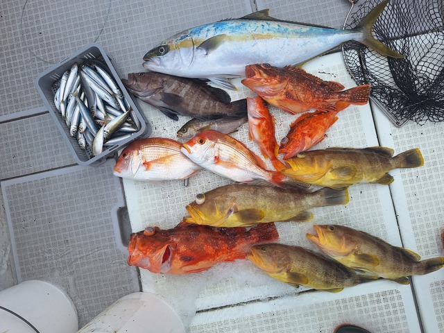 ヒラス(ヒラマサ)