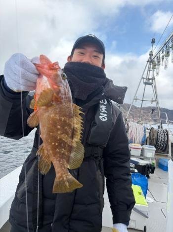 アコウ(キジハタ)