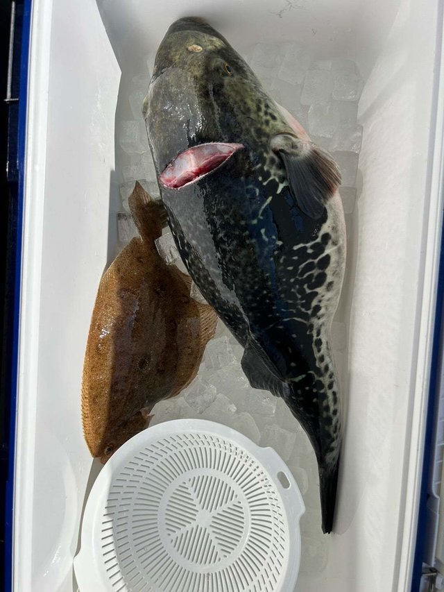 ガンゾウビラメ・トラフグ