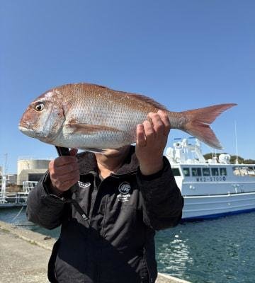 マダイ