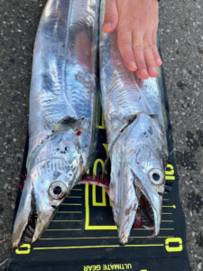 タチ(タチウオ)