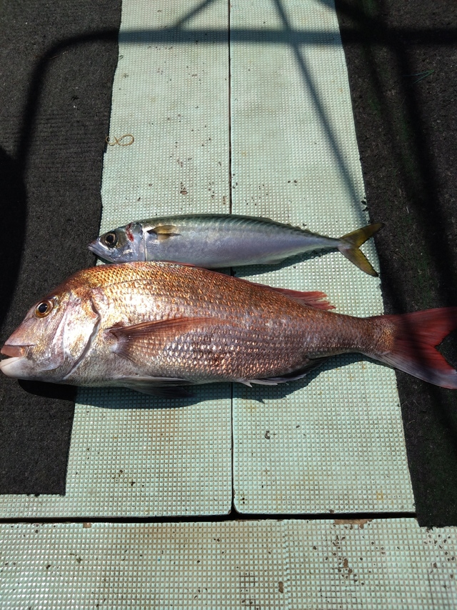 タイ(マダイ)・サバ(マサバ)