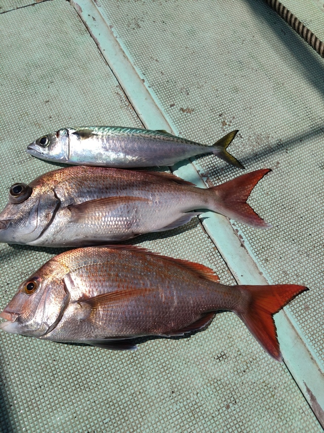 タイ(マダイ)・サバ(マサバ)