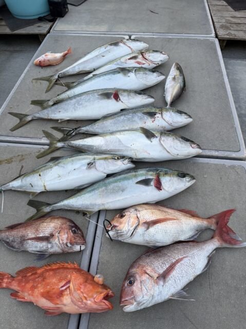 マダイ・ハマチ(ブリ)・カサゴ