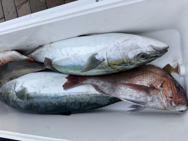 マダイ・ハマチ(ブリ)