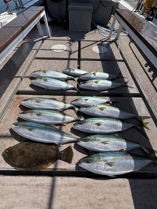 メジロ(ブリ)・ヒラメ