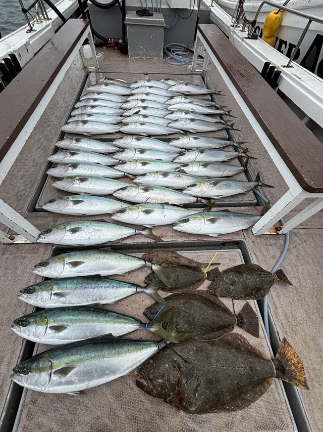 マダイ・メジロ(ブリ)・ヒラメ