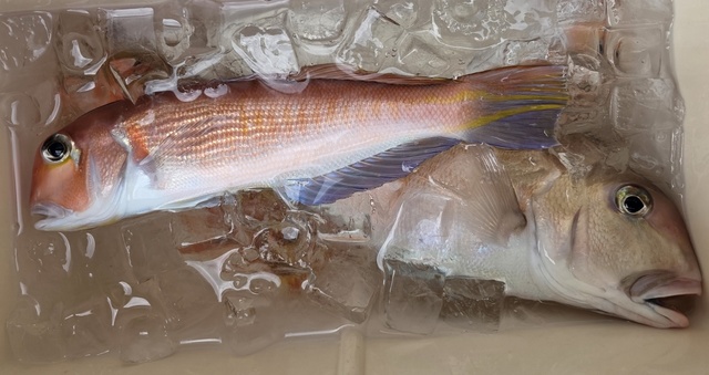 アマダイ(アカアマダイ)