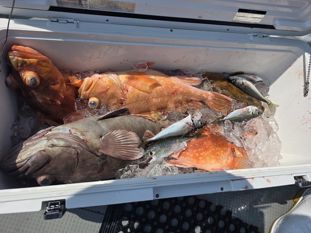 マハタ・ボッコ(カサゴ)