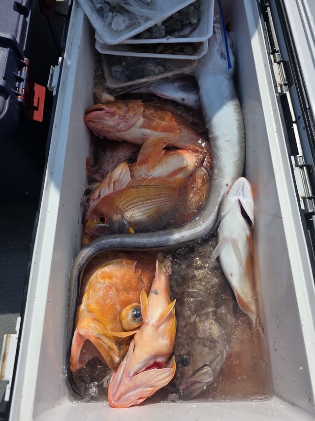 ボッコ(カサゴ)