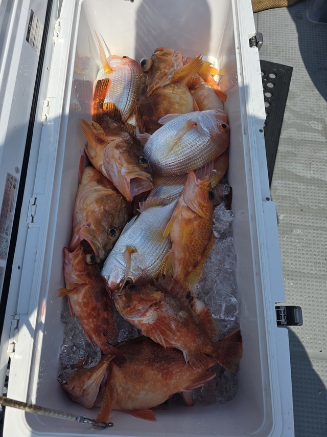 ボッコ(カサゴ)