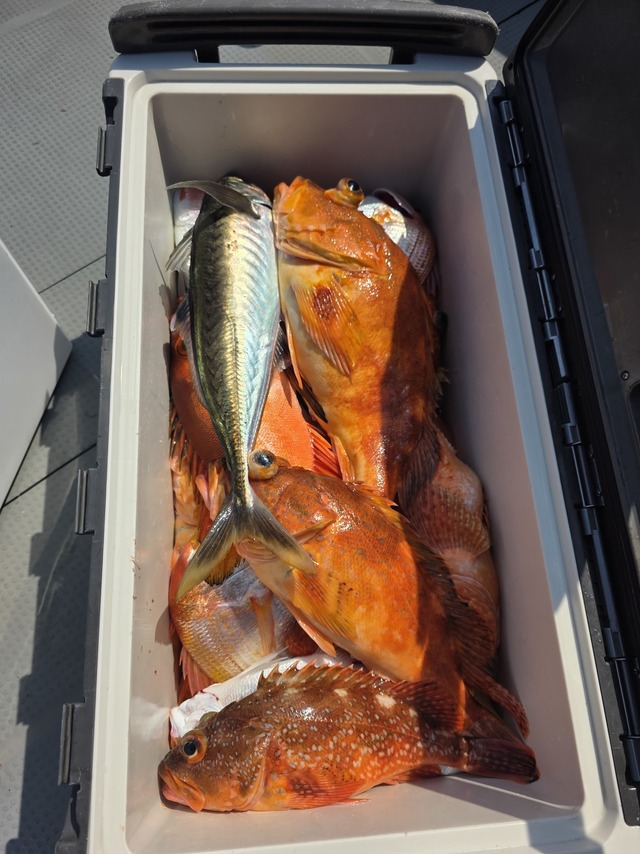 ボッコ(カサゴ)