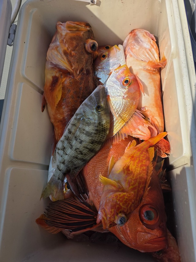 ボッコ(カサゴ)