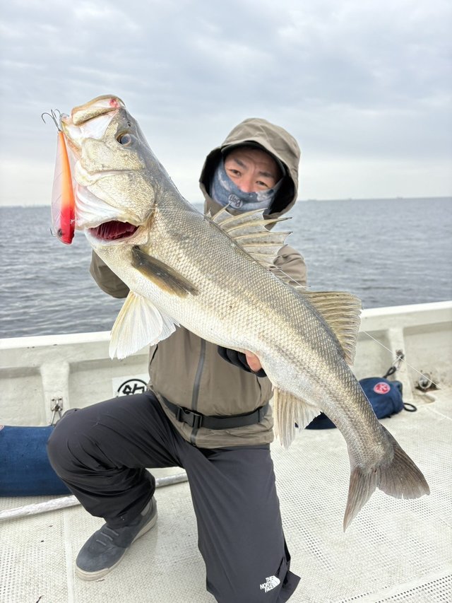 シーバス(スズキ)