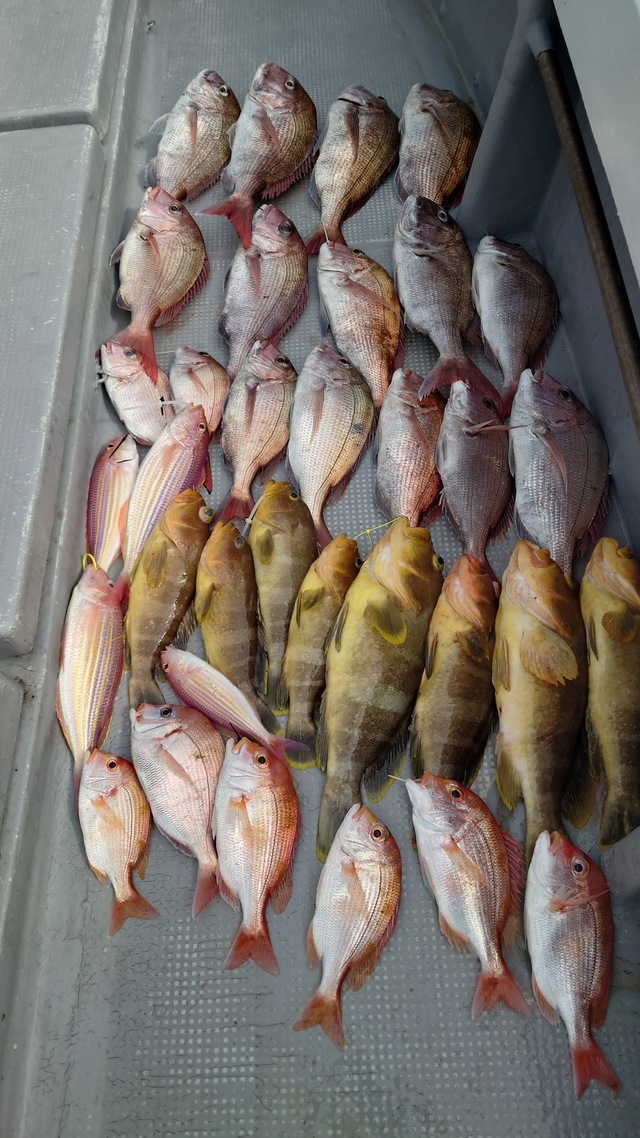 マダイ・アオナ(アオハタ)