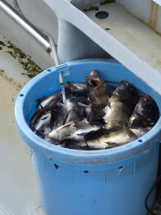 クロメバル(メバル)