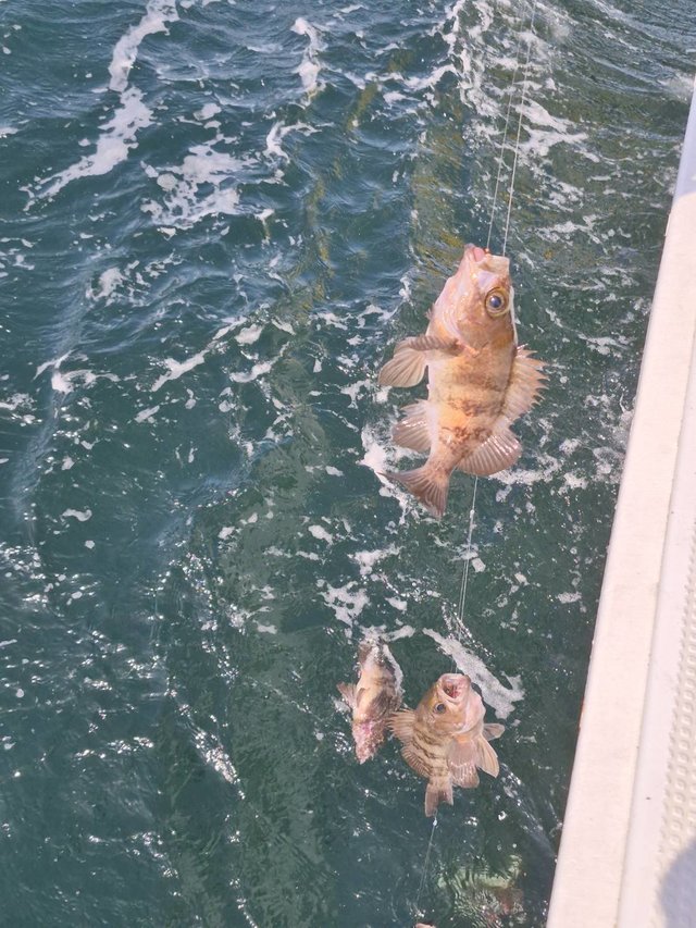 クロメバル(メバル)