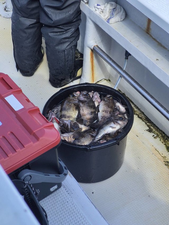 クロメバル(メバル)