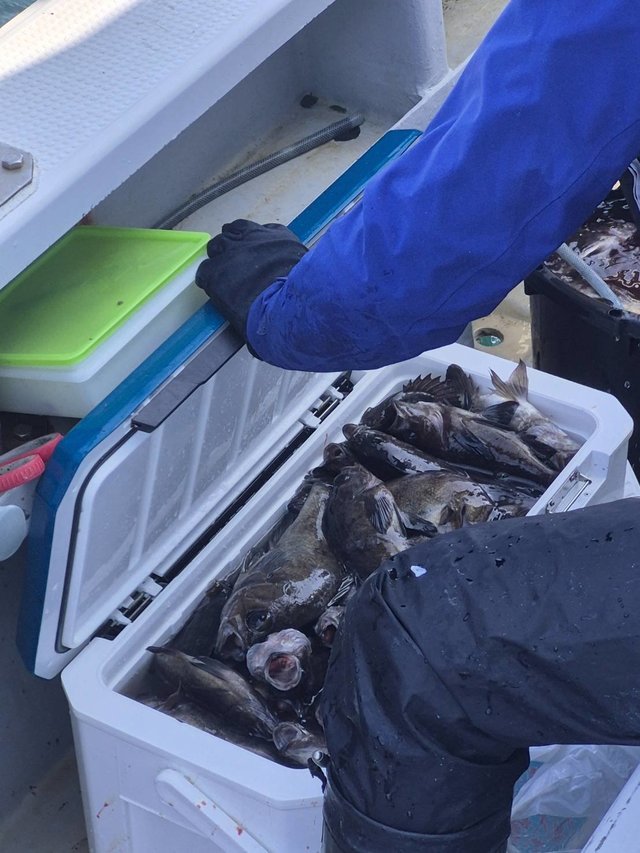 クロメバル(メバル)