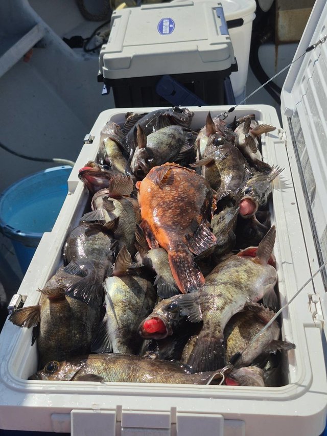 クロメバル(メバル)