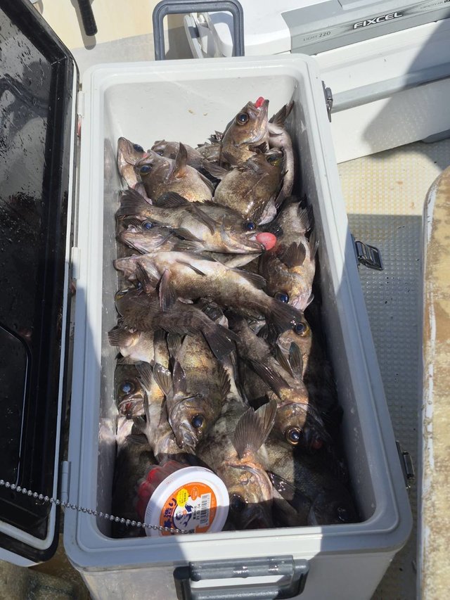 クロメバル(メバル)