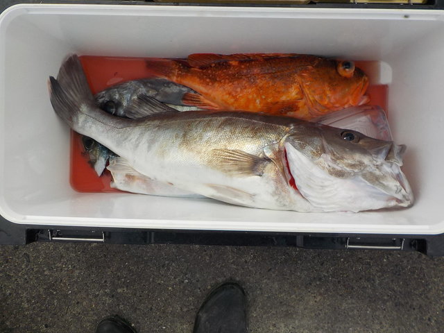 アラ・カンコ(ウッカリカサゴ)