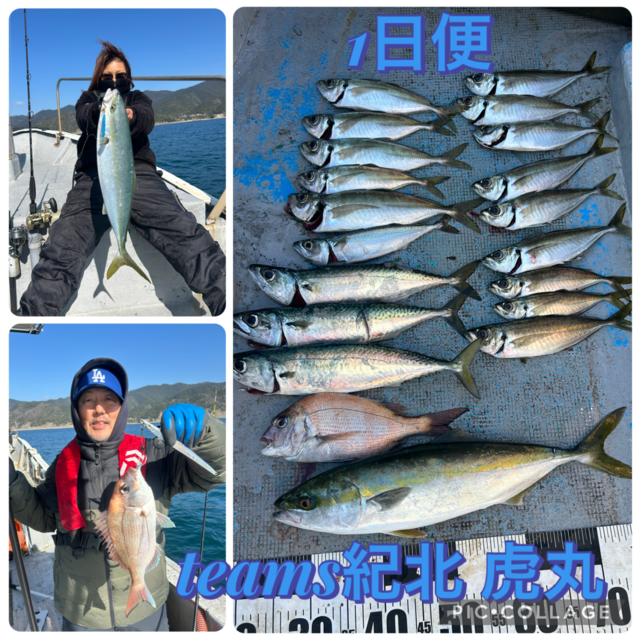 タイ(マダイ)・アジ(マアジ)・ハマチ(ブリ)・マサバ