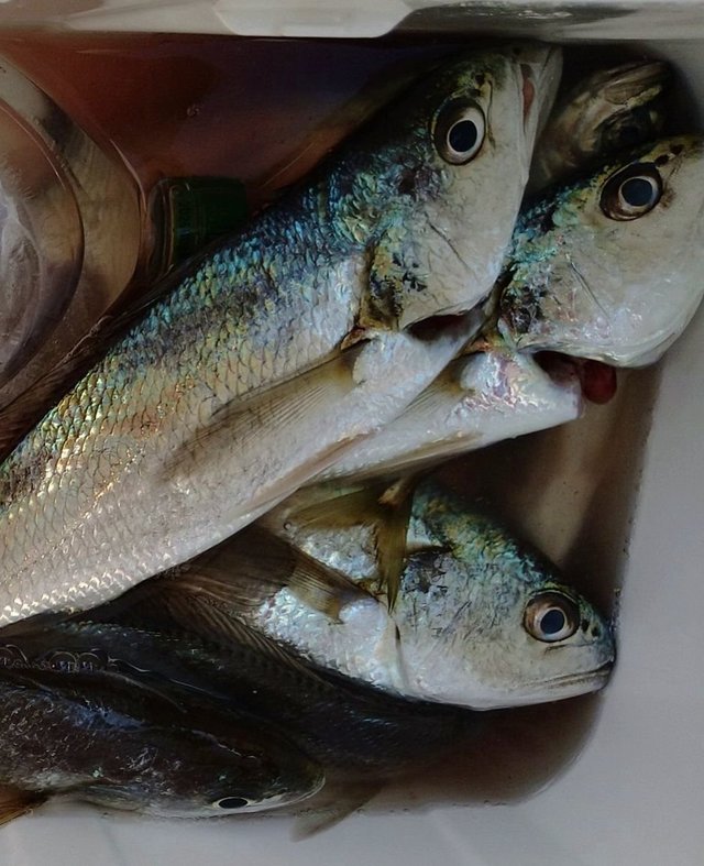 イシモチ(シログチ)