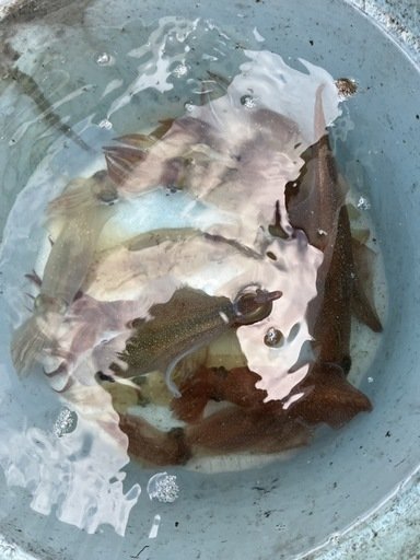 マルイカ(ケンサキイカ)