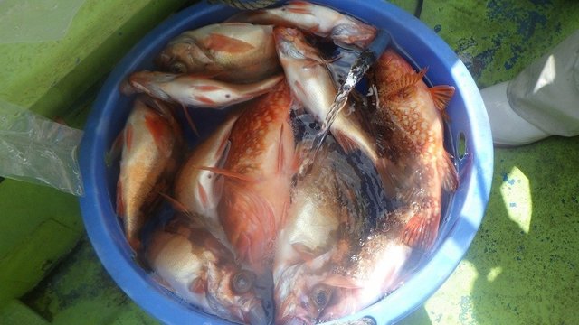 ウッカリカサゴ・オキメバル(ウスメバル)