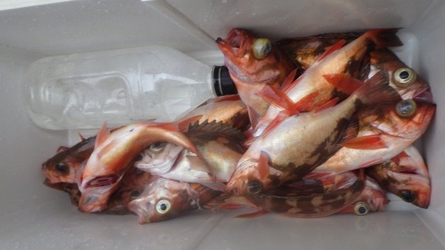 オキメバル(ウスメバル)