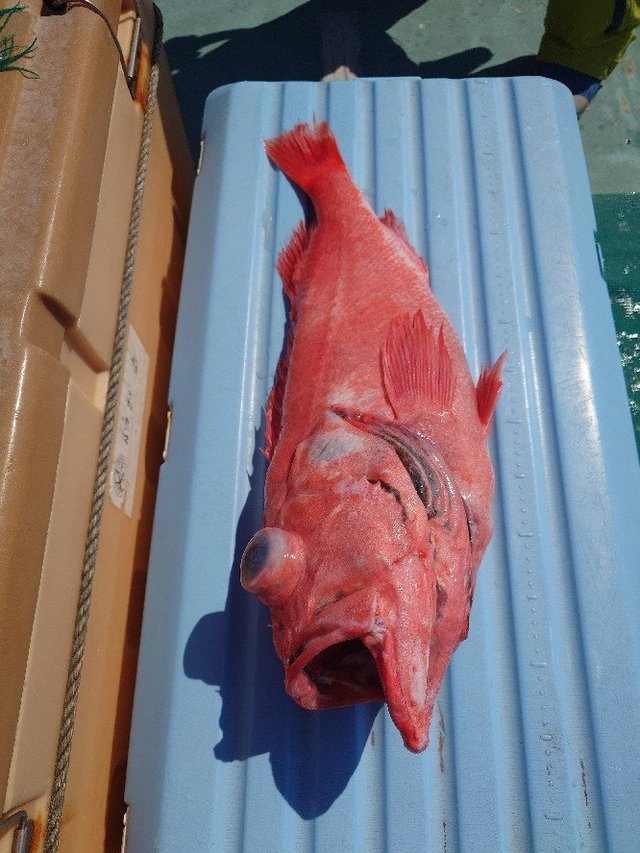 メヌケ(アコウダイ)