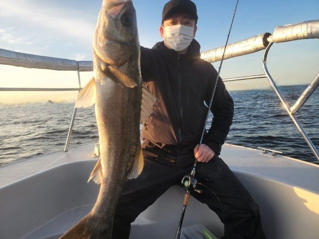 シーバス(スズキ)