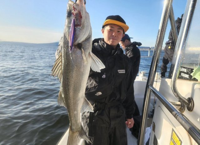 シーバス(スズキ)