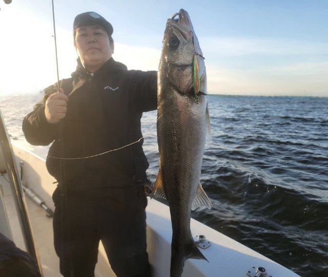 シーバス(スズキ)